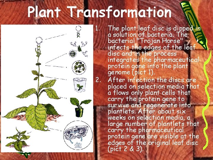 Plant Transformation 1. 2. The plant leaf disc is dipped in a solution of