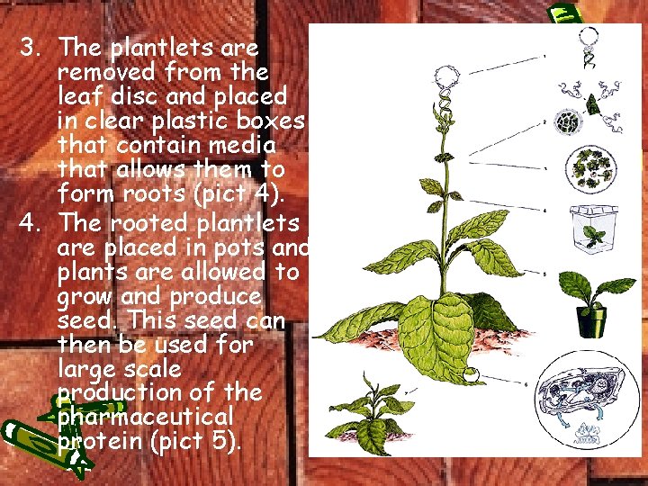 3. The plantlets are removed from the leaf disc and placed in clear plastic