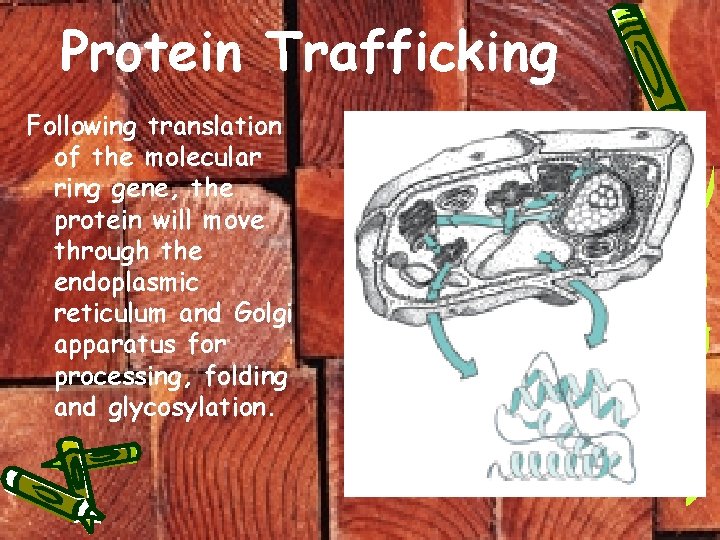 Protein Trafficking Following translation of the molecular ring gene, the protein will move through