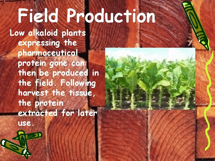 Field Production Low alkaloid plants expressing the pharmaceutical protein gone can then be produced