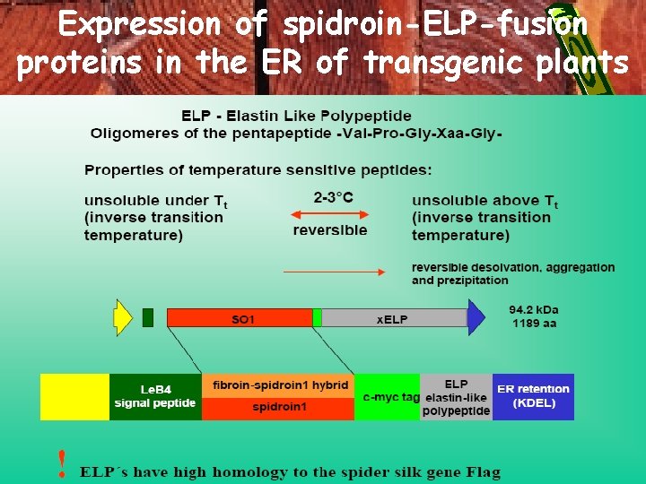 Expression of spidroin-ELP-fusion proteins in the ER of transgenic plants 