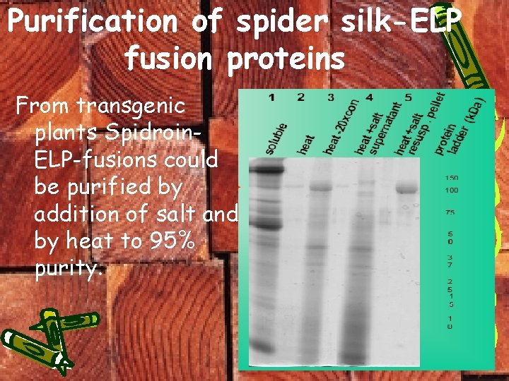 Purification of spider silk-ELP fusion proteins From transgenic plants Spidroin. ELP-fusions could be purified