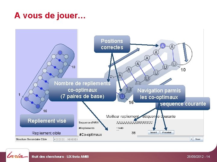 A vous de jouer… Positions correctes Nombre de repliements co-optimaux (7 paires de base)