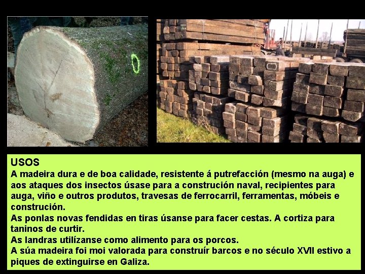 USOS A madeira dura e de boa calidade, resistente á putrefacción (mesmo na auga)