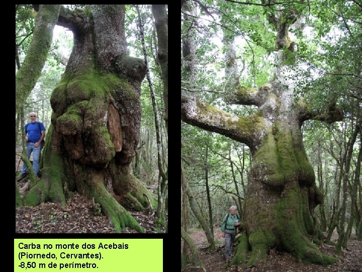 Carba no monte dos Acebais (Piornedo, Cervantes). -8, 50 m de perímetro. 