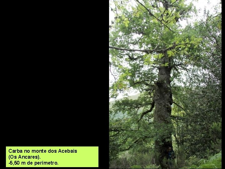 Carba no monte dos Acebais (Os Ancares). -5, 50 m de perímetro. 