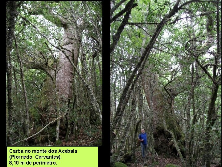 Carba no monte dos Acebais (Piornedo, Cervantes). 8, 10 m de perímetro. 