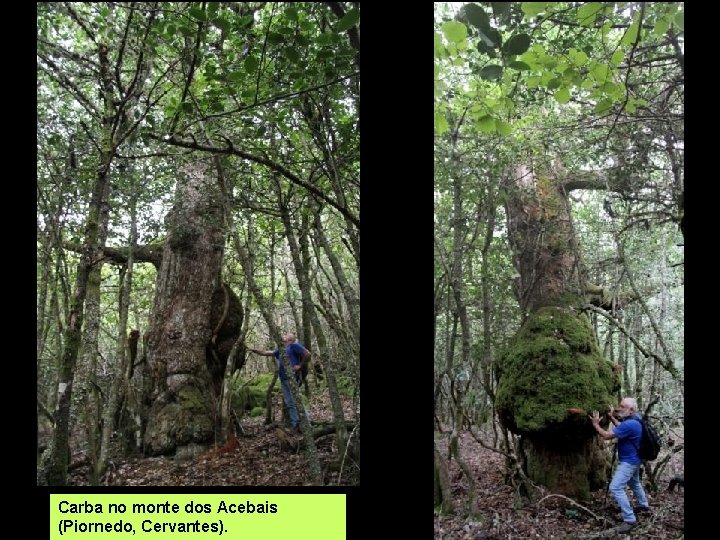 Carba no monte dos Acebais (Piornedo, Cervantes). 