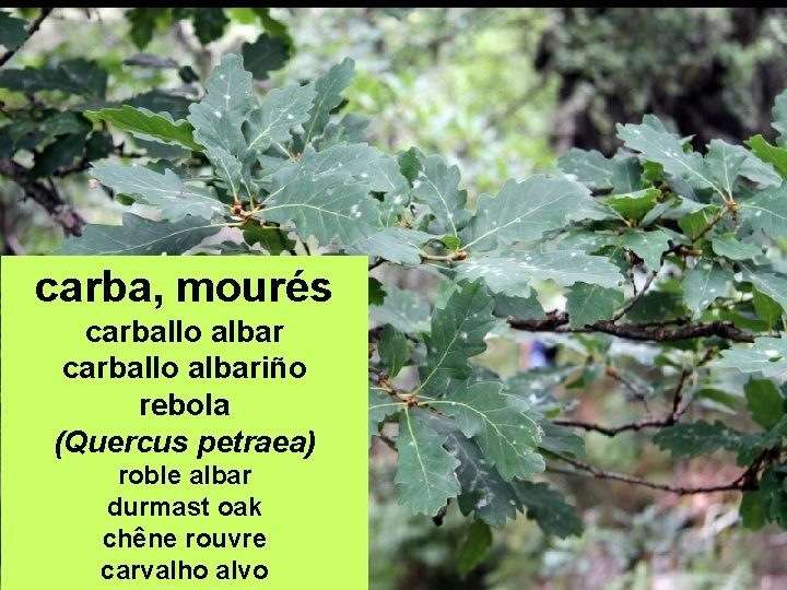 carba, mourés carballo albariño rebola (Quercus petraea) roble albar durmast oak chêne rouvre carvalho