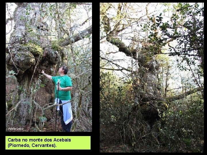 Carba no monte dos Acebais (Piornedo, Cervantes). 