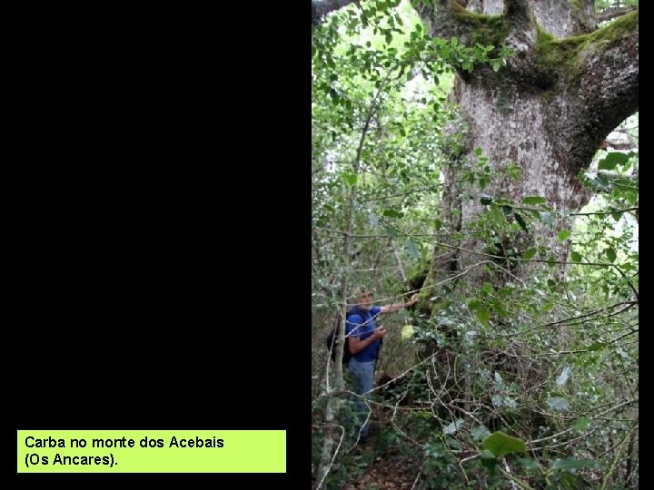 Carba no monte dos Acebais (Os Ancares). 