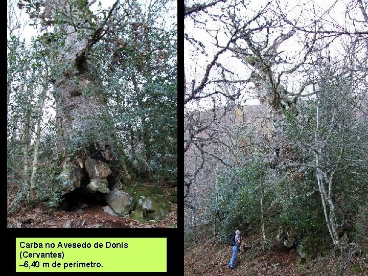 Carba no Avesedo de Donís (Cervantes) – 6, 40 m de perímetro. 