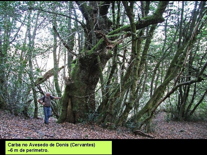 Carba no Avesedo de Donís (Cervantes) – 6 m de perímetro. 