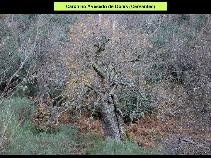 Carba no Avesedo de Donís (Cervantes) 