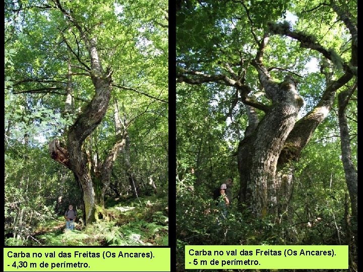 Carba no val das Freitas (Os Ancares). - 4, 30 m de perímetro. Carba