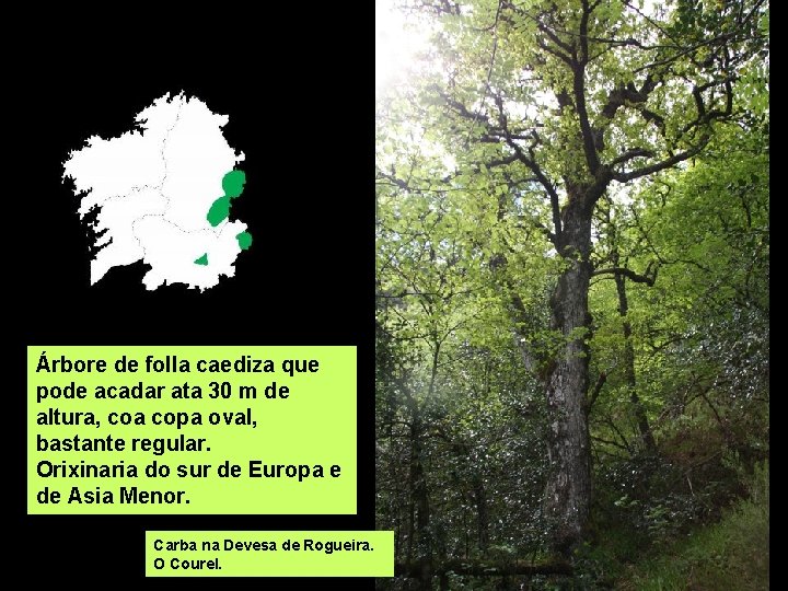 Árbore de folla caediza que pode acadar ata 30 m de altura, coa copa