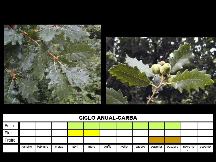 CICLO ANUAL-CARBA Folla Flor Froito xaneiro febreiro marzo abril maio xuño xullo agosto setembr