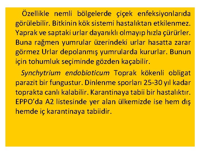 Özellikle nemli bölgelerde çiçek enfeksiyonlarıda görülebilir. Bitkinin kök sistemi hastalıktan etkilenmez. Yaprak ve saptaki