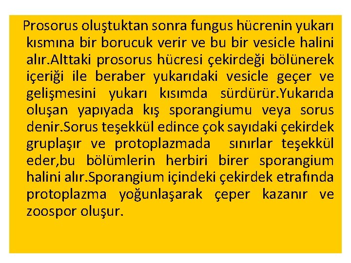 Prosorus oluştuktan sonra fungus hücrenin yukarı kısmına bir borucuk verir ve bu bir vesicle