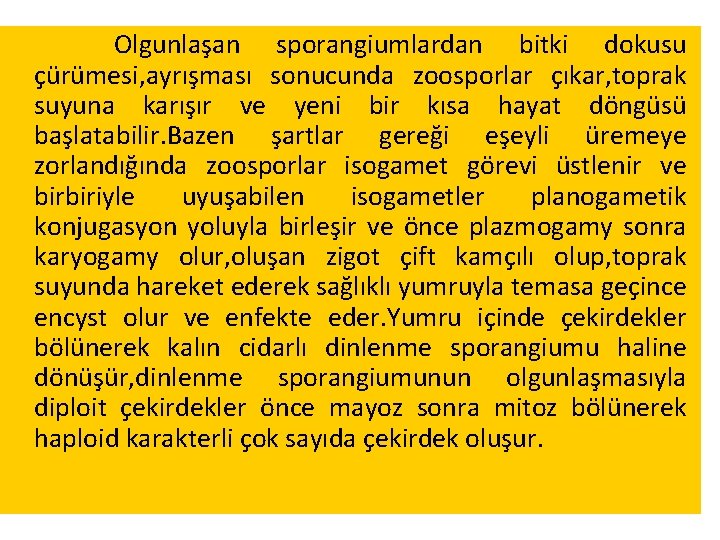 Olgunlaşan sporangiumlardan bitki dokusu çürümesi, ayrışması sonucunda zoosporlar çıkar, toprak suyuna karışır ve yeni