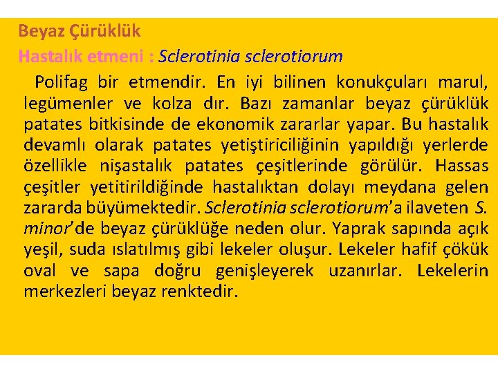 Beyaz Çürüklük Hastalık etmeni : Sclerotinia sclerotiorum Polifag bir etmendir. En iyi bilinen konukçuları