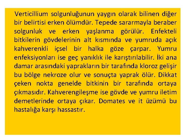 Verticillium solgunluğunun yaygın olarak bilinen diğer bir belirtisi erken ölümdür. Tepede sararmayla beraber solgunluk