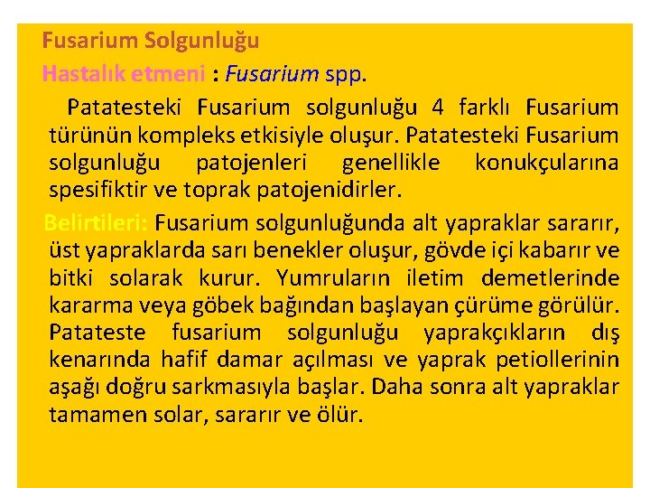 Fusarium Solgunluğu Hastalık etmeni : Fusarium spp. Patatesteki Fusarium solgunluğu 4 farklı Fusarium türünün