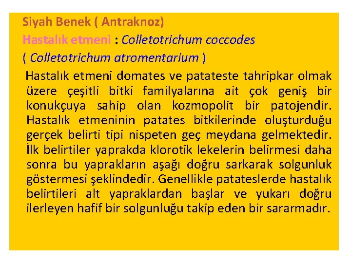 Siyah Benek ( Antraknoz) Hastalık etmeni : Colletotrichum coccodes ( Colletotrichum atromentarium ) Hastalık