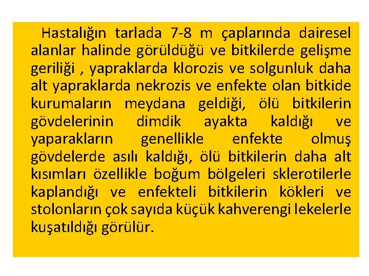 Hastalığın tarlada 7 -8 m çaplarında dairesel alanlar halinde görüldüğü ve bitkilerde gelişme geriliği