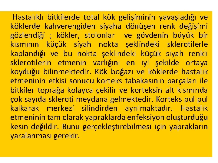 Hastalıklı bitkilerde total kök gelişiminin yavaşladığı ve köklerde kahverengiden siyaha dönüşen renk değişimi gözlendiği