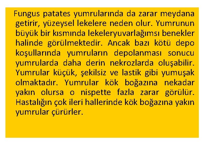 Fungus patates yumrularında da zarar meydana getirir, yüzeysel lekelere neden olur. Yumrunun büyük bir