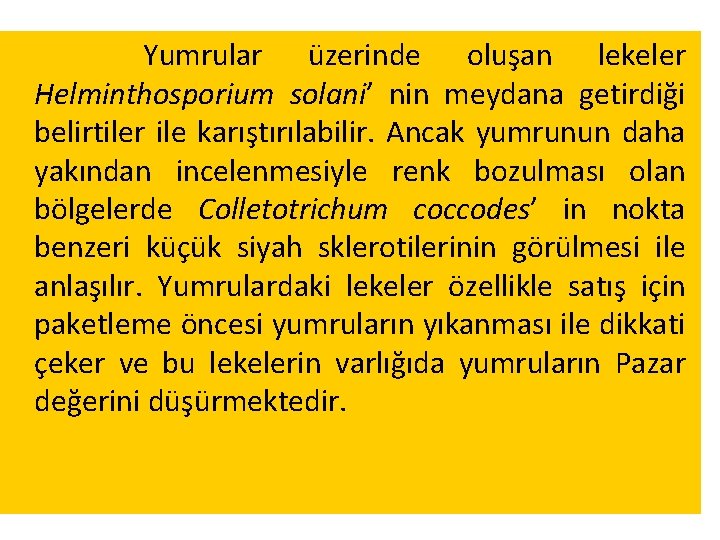 Yumrular üzerinde oluşan lekeler Helminthosporium solani’ nin meydana getirdiği belirtiler ile karıştırılabilir. Ancak yumrunun