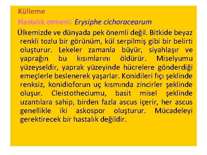 Külleme Hastalık etmeni: Erysiphe cichoracearum Ülkemizde ve dünyada pek önemli değil. Bitkide beyaz renkli