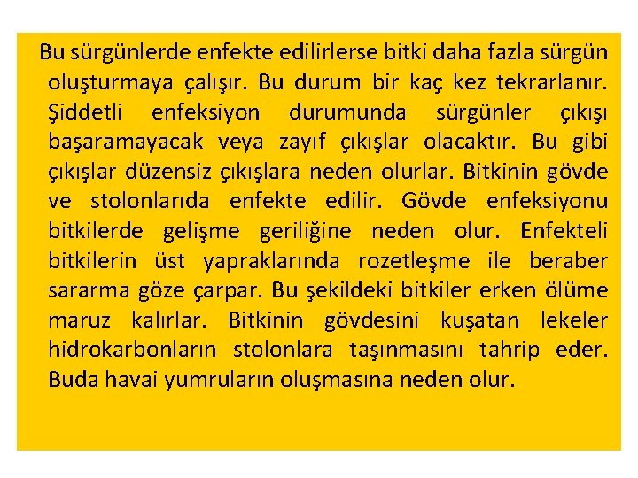 Bu sürgünlerde enfekte edilirlerse bitki daha fazla sürgün oluşturmaya çalışır. Bu durum bir kaç