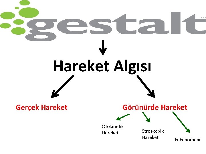 Hareket Algısı Gerçek Hareket Görünürde Hareket Otokinetik Hareket Stroskobik Hareket Fi Fenomeni 