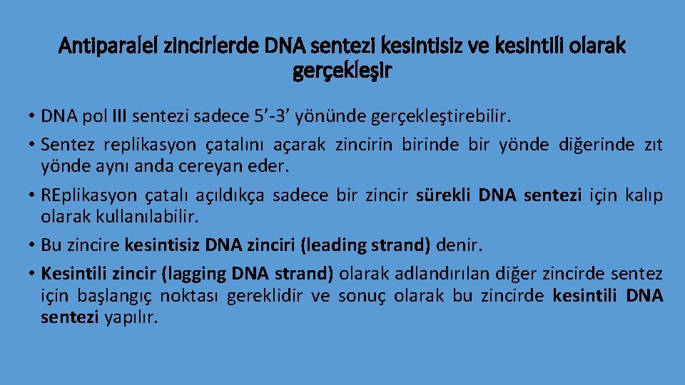 Antiparalel zincirlerde DNA sentezi kesintisiz ve kesintili olarak gerçekleşir • DNA pol III sentezi