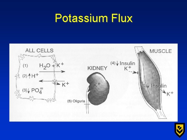 Potassium Flux 