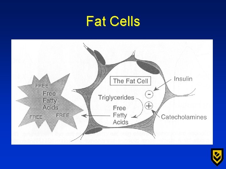 Fat Cells 