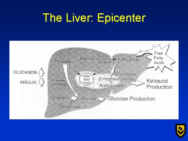The Liver: Epicenter 