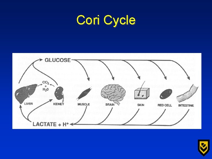 Cori Cycle 