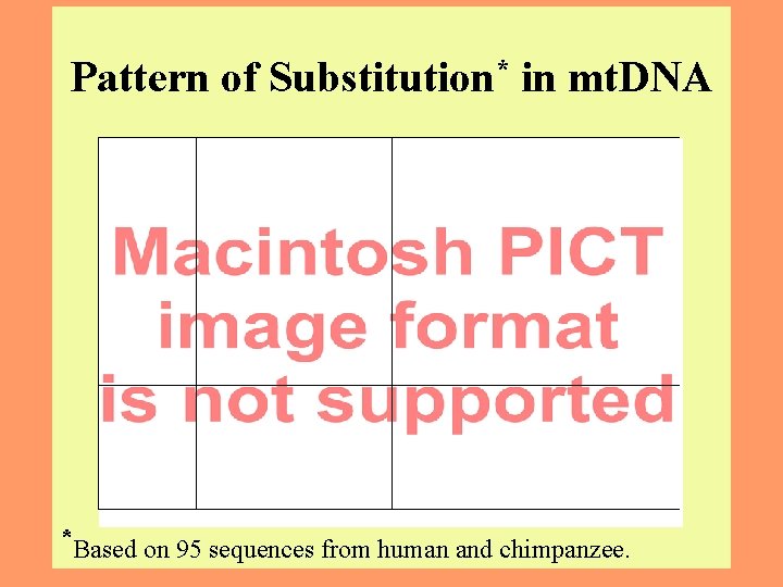 Pattern of Substitution* in mt. DNA *Based on 95 sequences from human and chimpanzee.