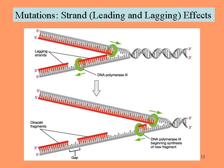 Mutations: Strand (Leading and Lagging) Effects 15 
