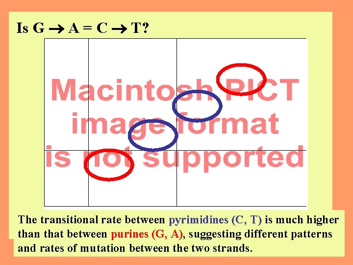 Is G A = C T? The transitional rate between pyrimidines (C, T) is