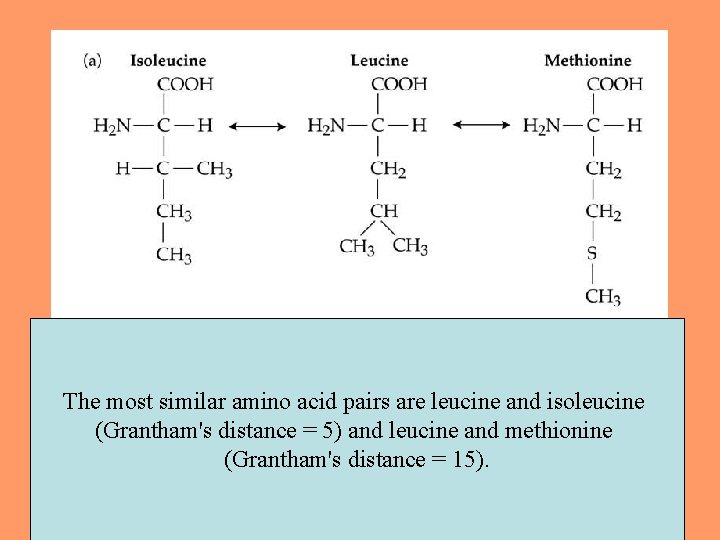 The most similar amino acid pairs are leucine and isoleucine (Grantham's distance = 5)