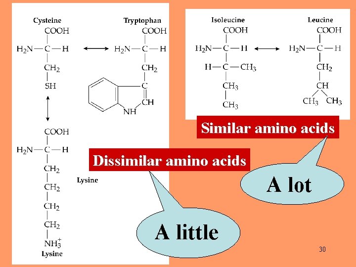 Similar amino acids Dissimilar amino acids A lot A little 30 