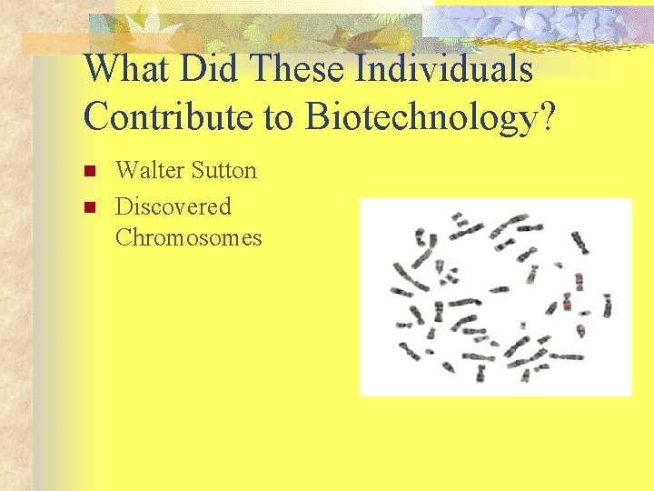 What Did These Individuals Contribute to Biotechnology? n n Walter Sutton Discovered Chromosomes 