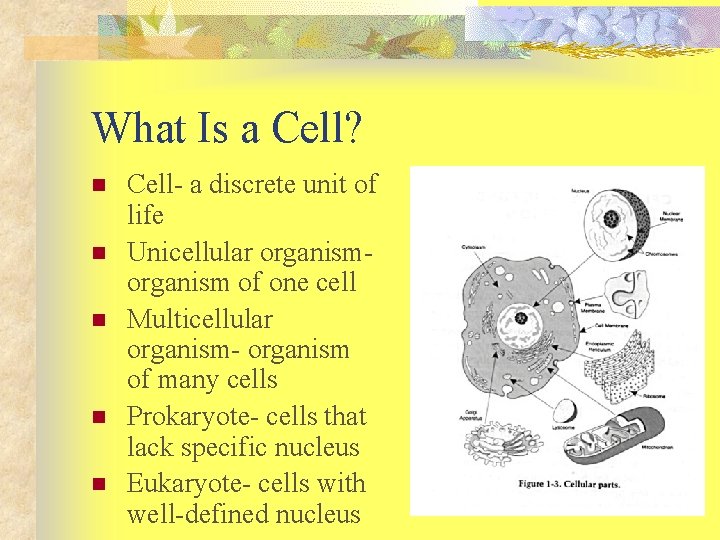 What Is a Cell? n n n Cell- a discrete unit of life Unicellular