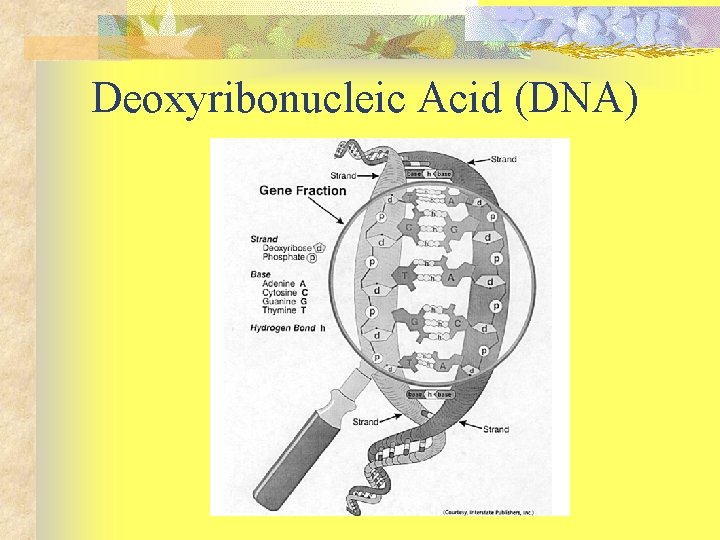Deoxyribonucleic Acid (DNA) 