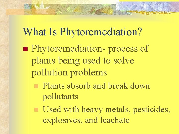 What Is Phytoremediation? n Phytoremediation- process of plants being used to solve pollution problems