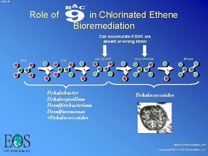 Slide 36 Role of in Chlorinated Ethene Bioremediation Can accumulate if DHC are Slide 36 Role of in Chlorinated Ethene Bioremediation Can accumulate if DHC are